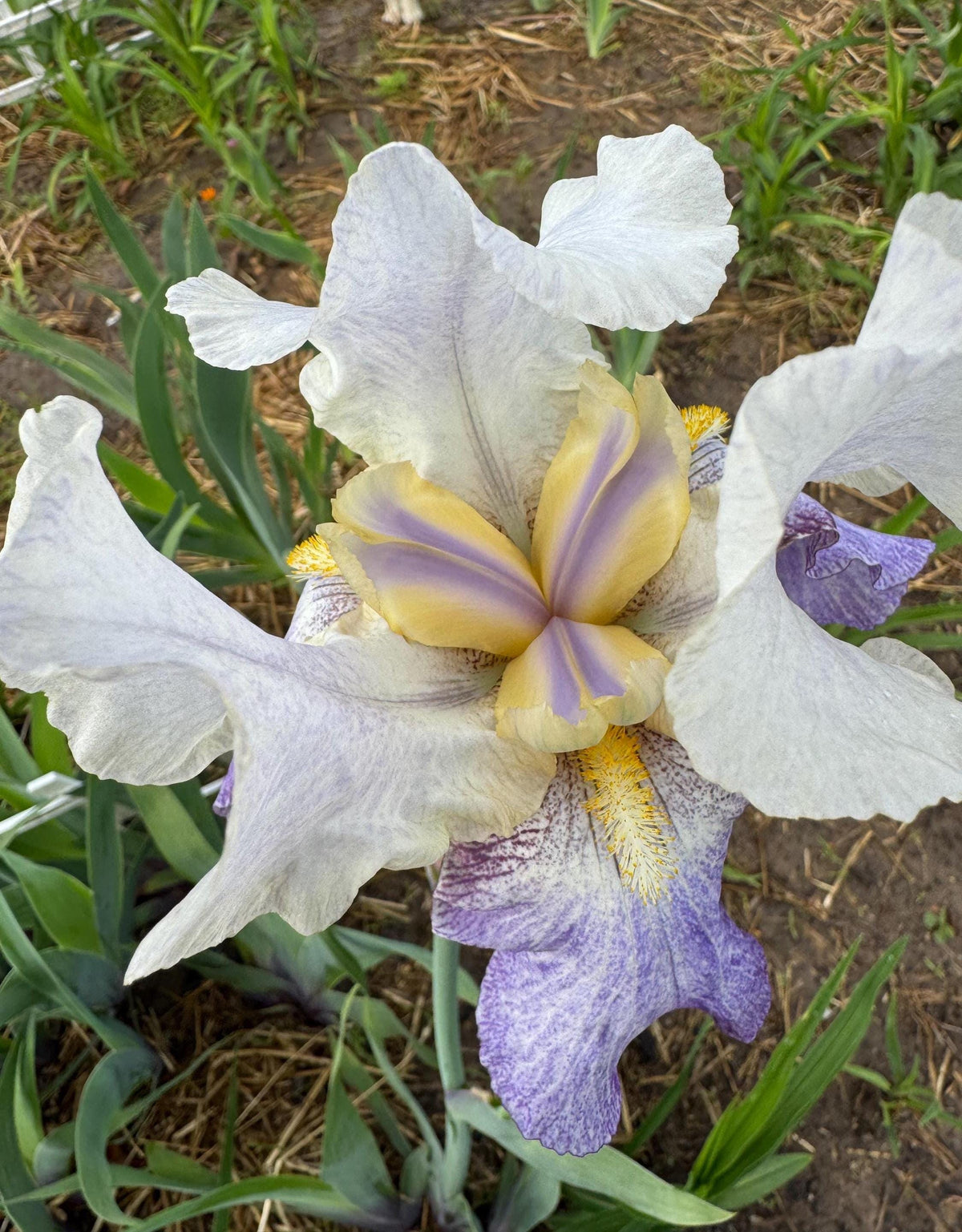 Bearded Iris Live Plant – 1 Fan