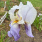 Bearded Iris Live Plant – 1 Fan