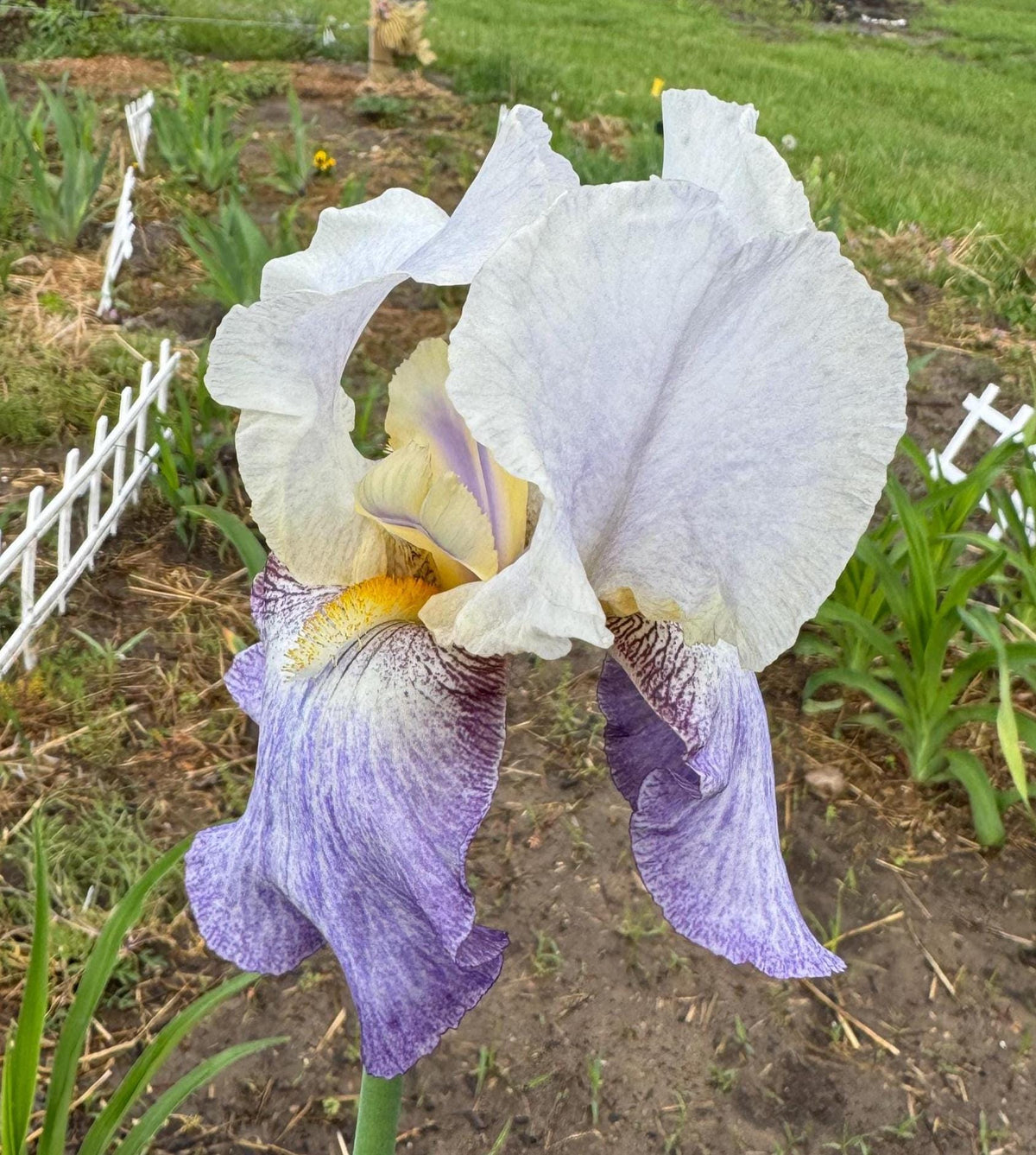 Bearded Iris Live Plant – 1 Fan