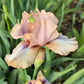 Iris Live Plant 1 Fan