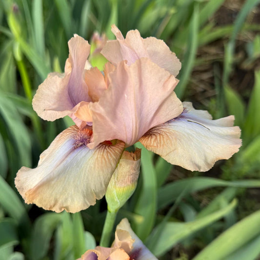 Iris Live Plant 1 Fan