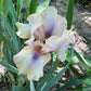 Iris Live Plant 1 Fan