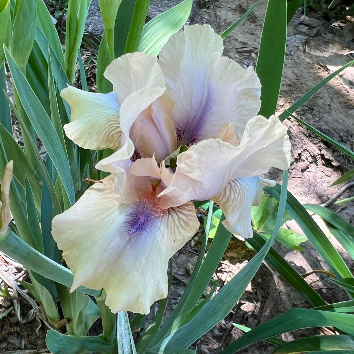 Iris Live Plant 1 Fan