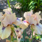 Iris Live Plant 1 Fan