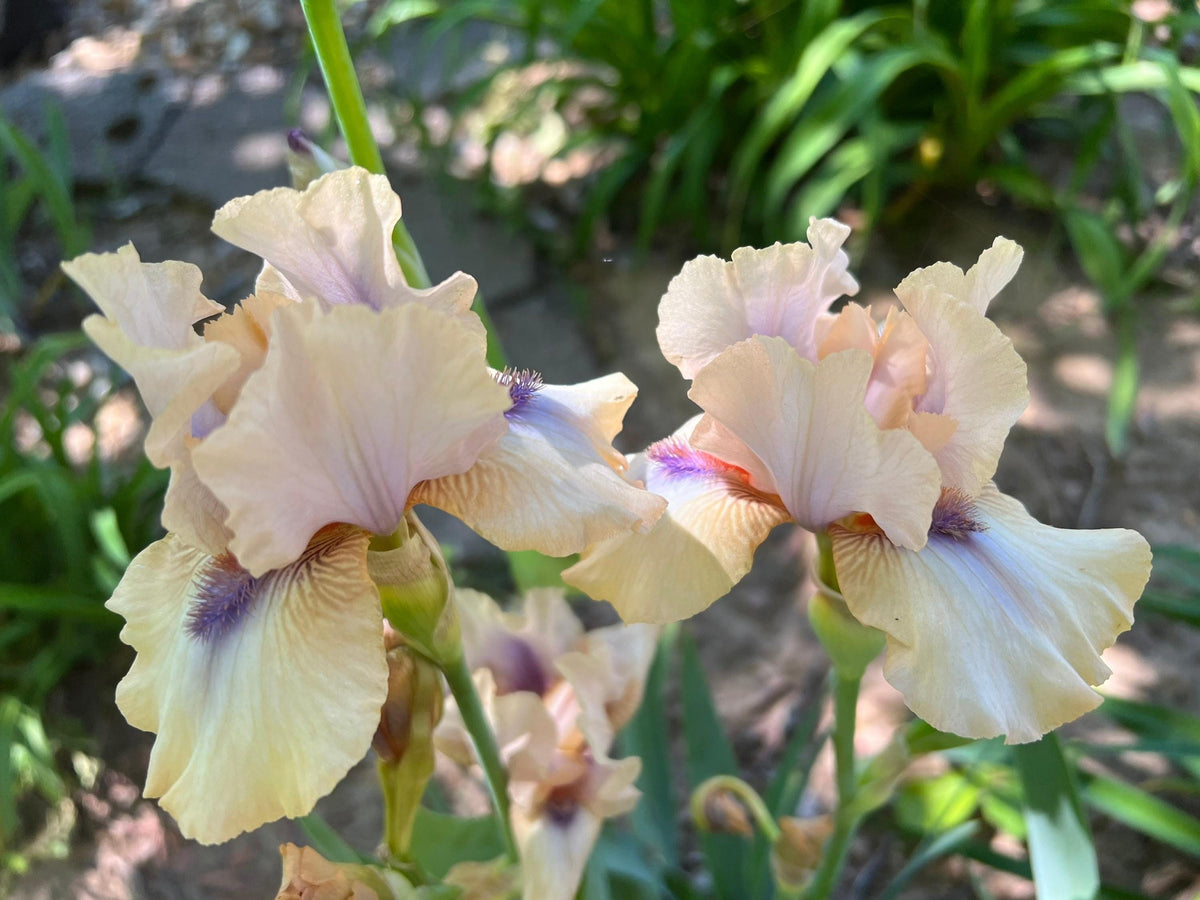 Iris Live Plant 1 Fan