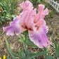 Blush Pink & Lavender Bearded Iris – 1 Live Fan