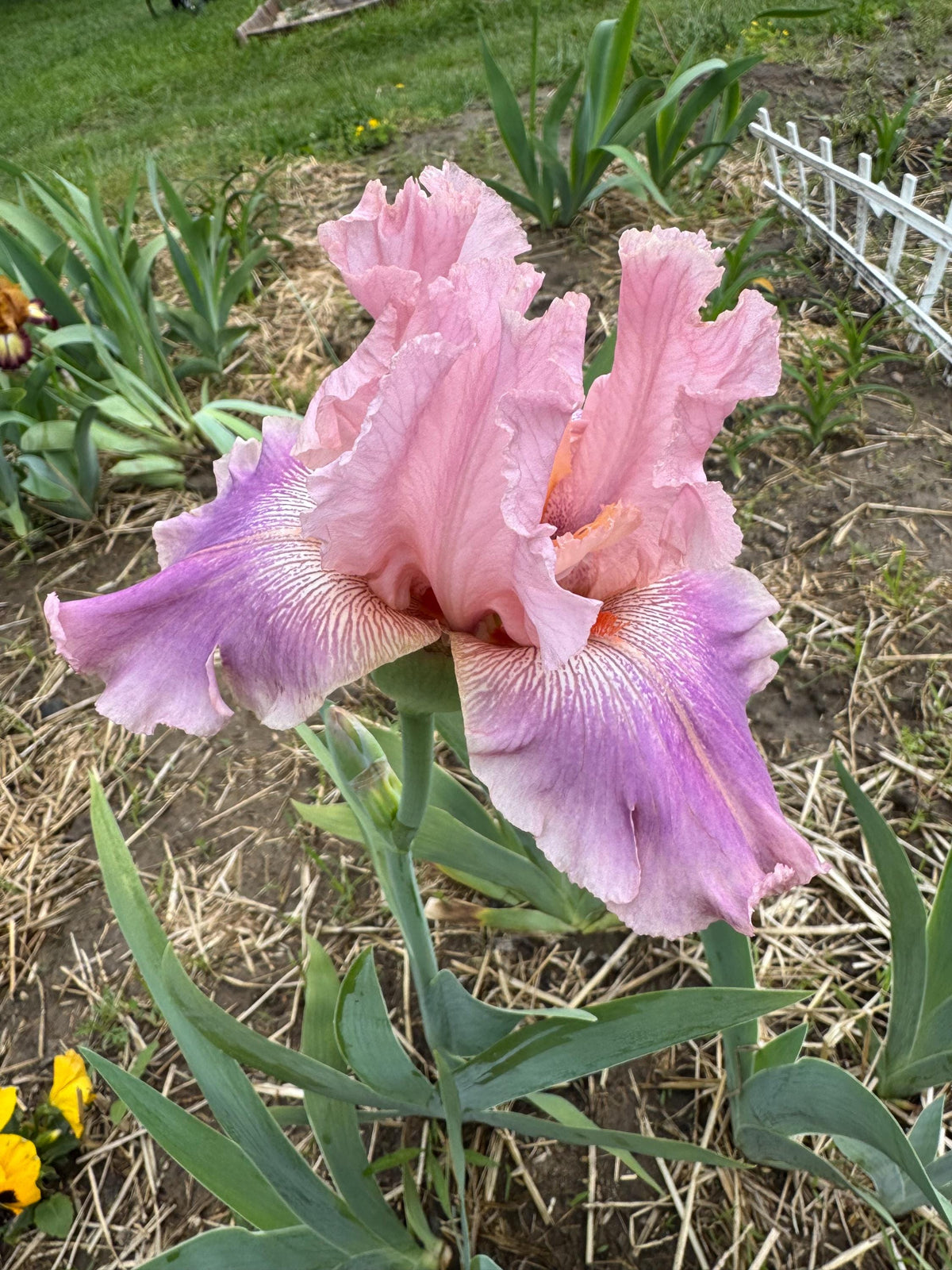 Blush Pink & Lavender Bearded Iris – 1 Live Fan