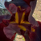 Deep Burgundy Bearded Iris – 1 Live Fan