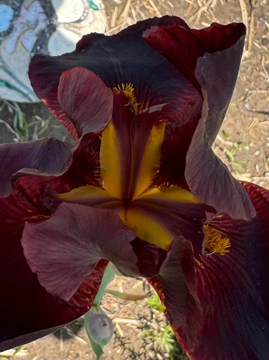Deep Burgundy Bearded Iris – 1 Live Fan