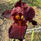 Deep Burgundy Bearded Iris – 1 Live Fan