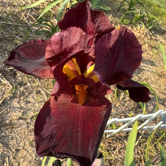 Deep Burgundy Bearded Iris – 1 Live Fan