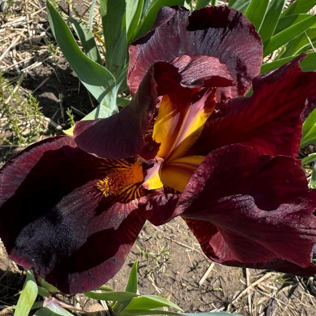 Deep Burgundy Bearded Iris – 1 Live Fan