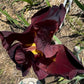 Deep Burgundy Bearded Iris – 1 Live Fan