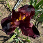 Deep Burgundy Bearded Iris – 1 Live Fan