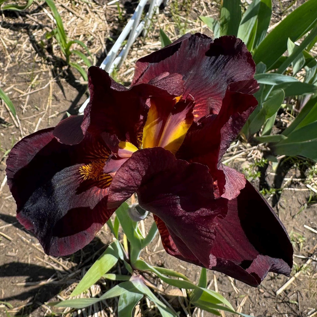 Deep Burgundy Bearded Iris – 1 Live Fan