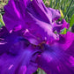 Deep Purple Bearded Iris – 1 Live Fan