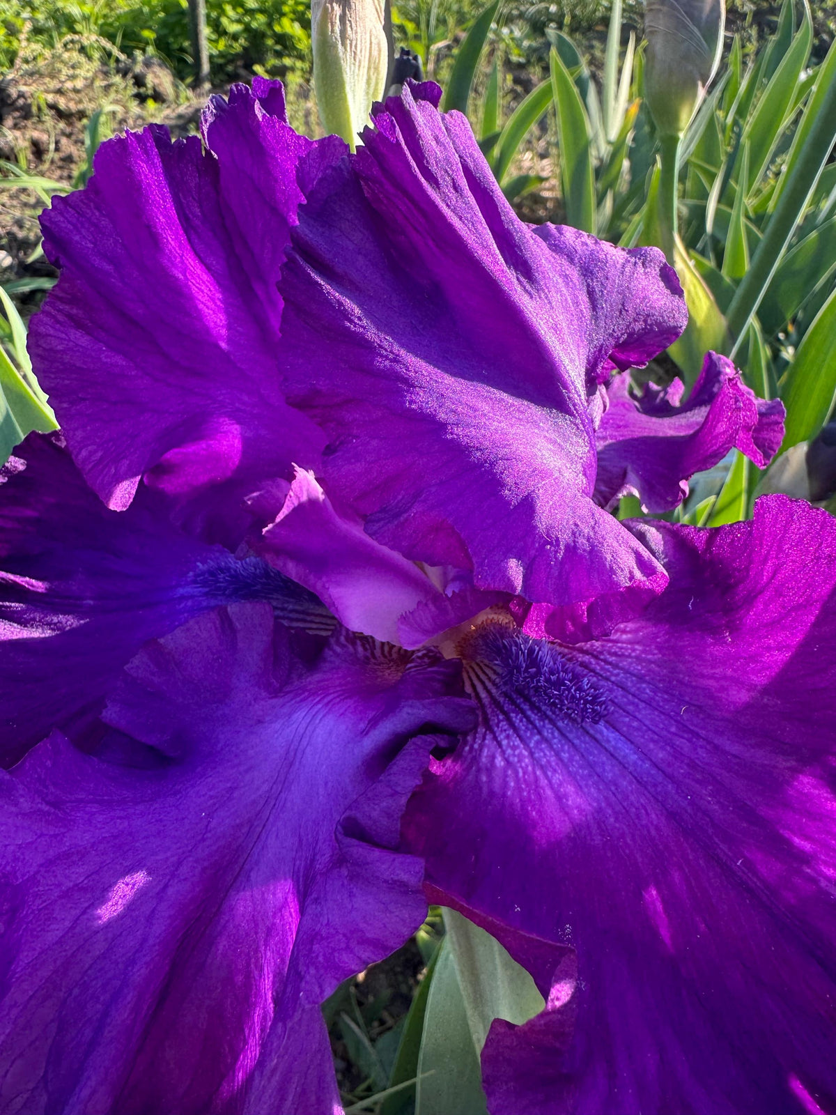 Deep Purple Bearded Iris – 1 Live Fan