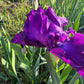 Deep Purple Bearded Iris – 1 Live Fan