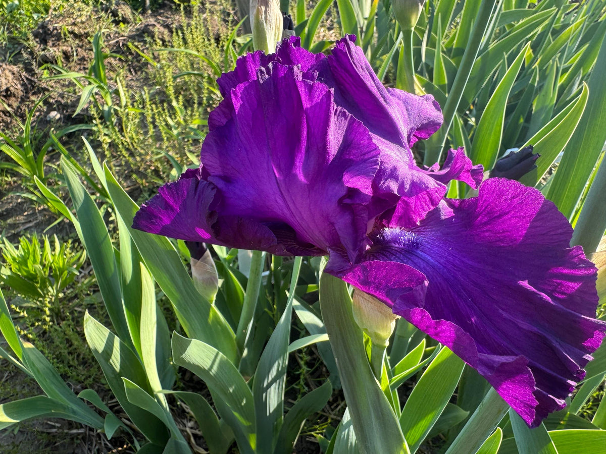 Deep Purple Bearded Iris – 1 Live Fan