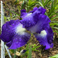 Bearded Iris Live Plant Fan