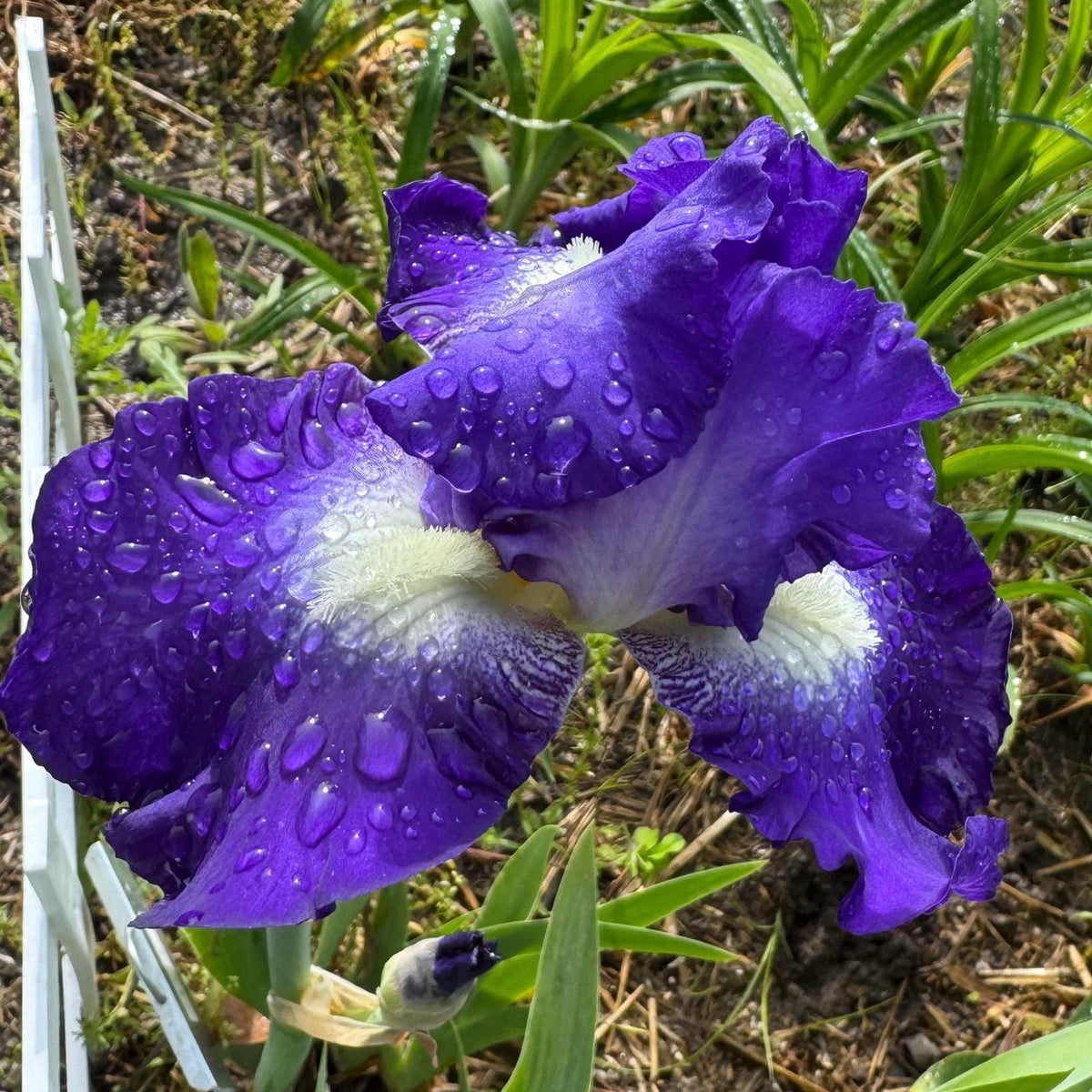Bearded Iris Live Plant Fan