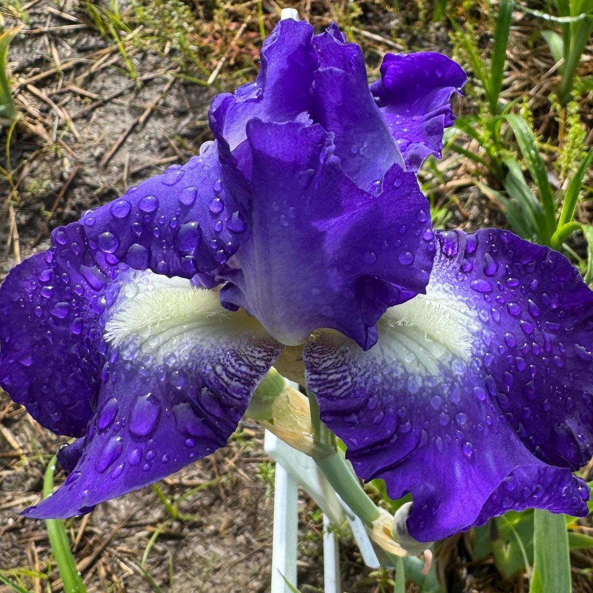Bearded Iris Live Plant Fan