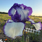 Purple & White Bearded Iris Live Plant Fan | Ruffled Bicolor Iris