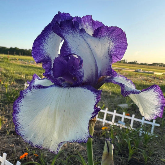 Purple & White Bearded Iris Live Plant Fan | Ruffled Bicolor Iris