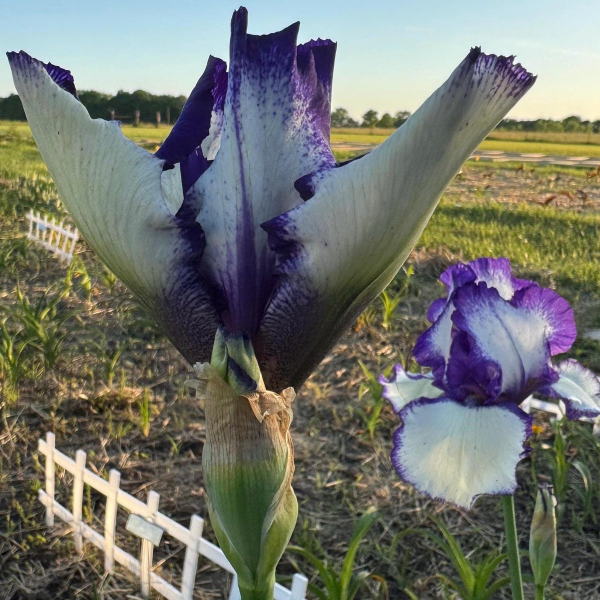 Purple & White Bearded Iris Live Plant Fan | Ruffled Bicolor Iris