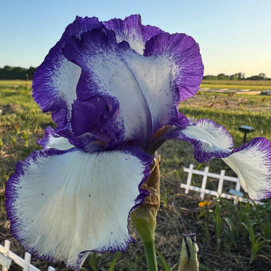 Purple & White Bearded Iris Live Plant Fan | Ruffled Bicolor Iris