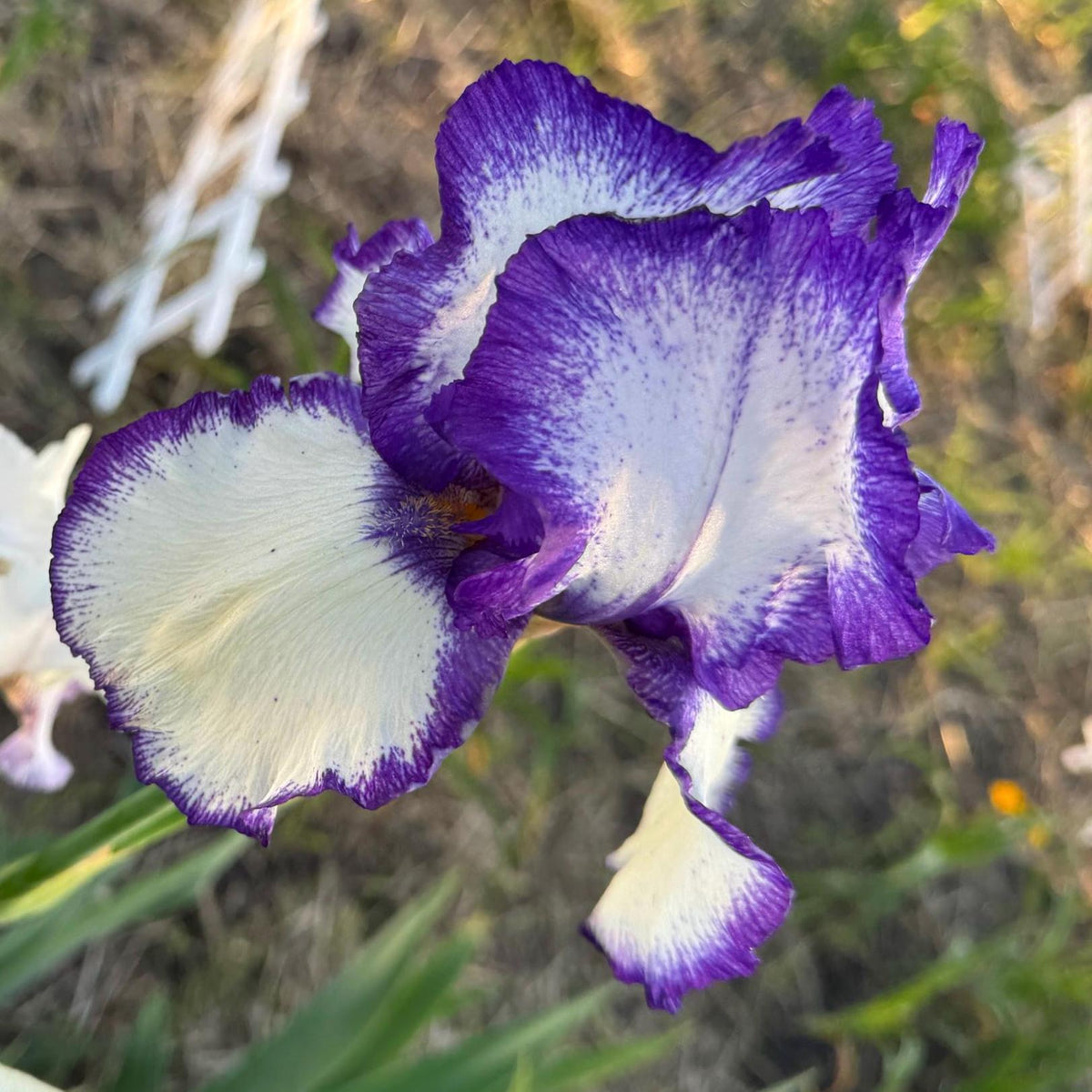 Purple & White Bearded Iris Live Plant Fan | Ruffled Bicolor Iris