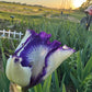 Purple & White Bearded Iris Live Plant Fan | Ruffled Bicolor Iris