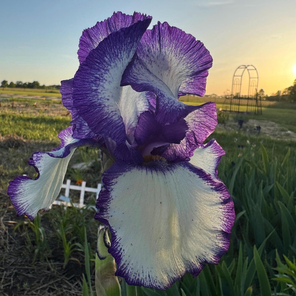 Purple & White Bearded Iris Live Plant Fan | Ruffled Bicolor Iris