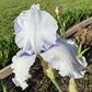 Soft Lavender Bearded Iris – 1 Live Fan