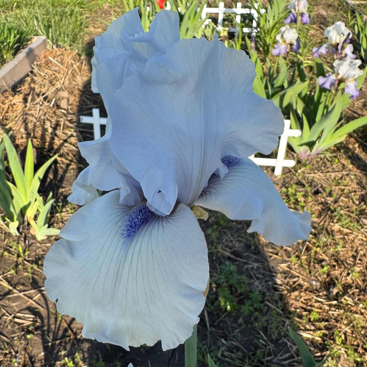 Soft Lavender Bearded Iris – 1 Live Fan