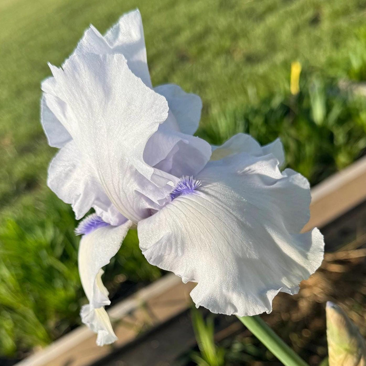 Soft Lavender Bearded Iris – 1 Live Fan