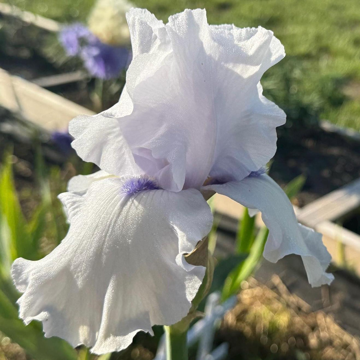 Soft Lavender Bearded Iris – 1 Live Fan
