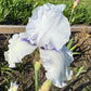 Soft Lavender Bearded Iris – 1 Live Fan