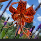 Tiger Lily Bulbets – 5 Live Bulblets | Orange Black-Spotted Hardy Perennial Lilies