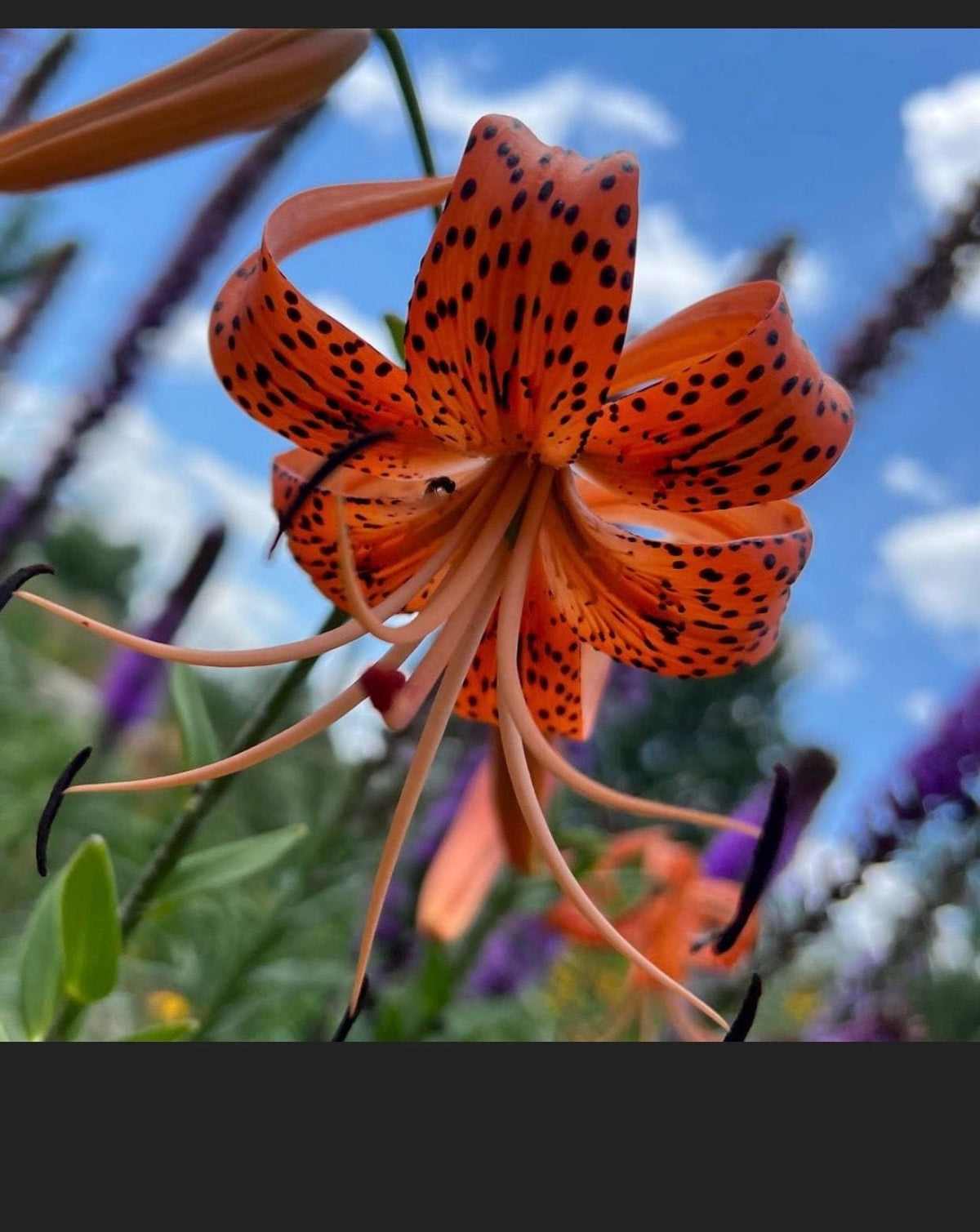 Tiger Lily Bulbets – 5 Live Bulblets | Orange Black-Spotted Hardy Perennial Lilies