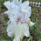 Bearded Iris Live Plant – 1 Fan | White Ruffled Bloom