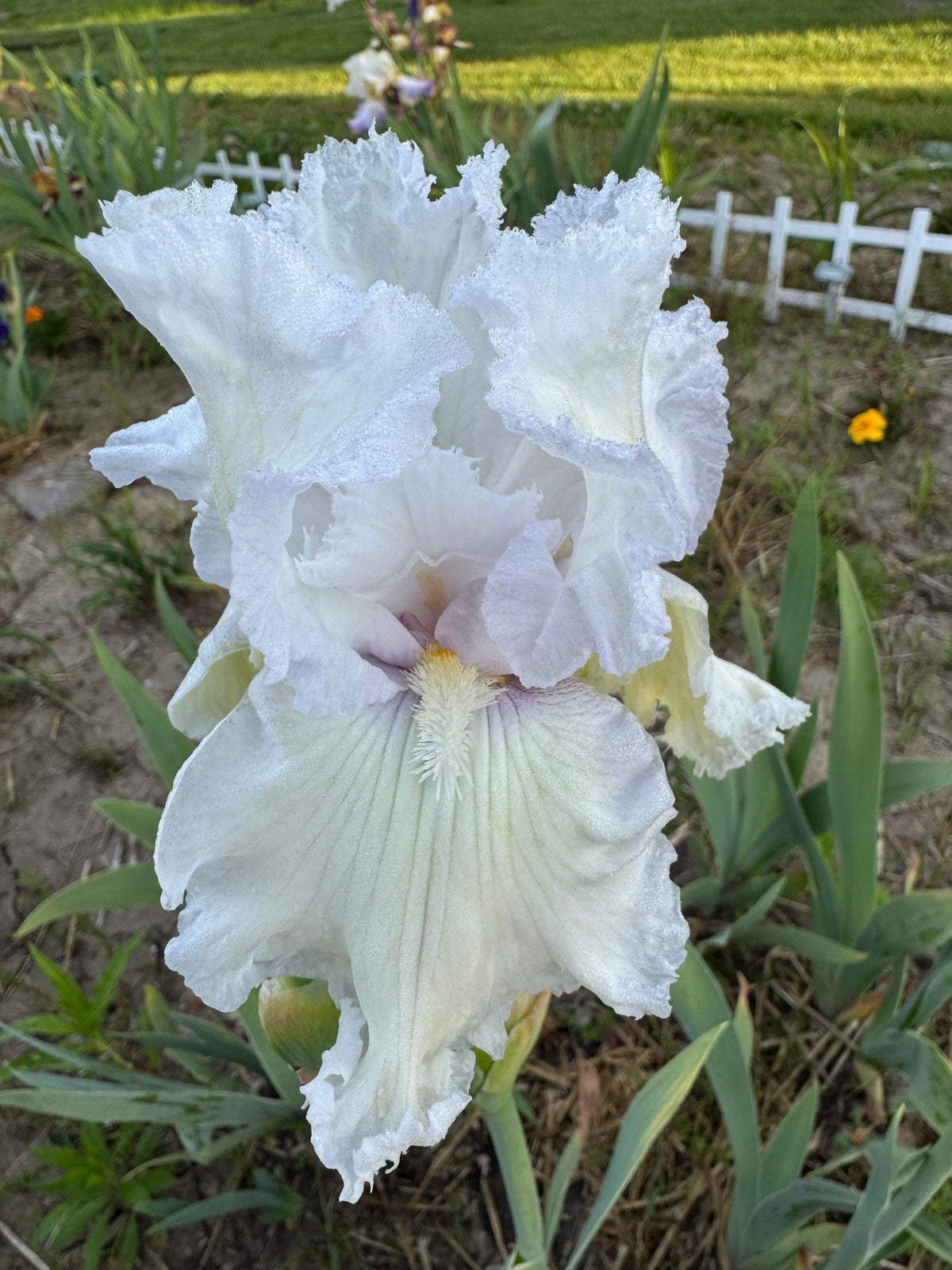 Bearded Iris Live Plant – 1 Fan | White Ruffled Bloom
