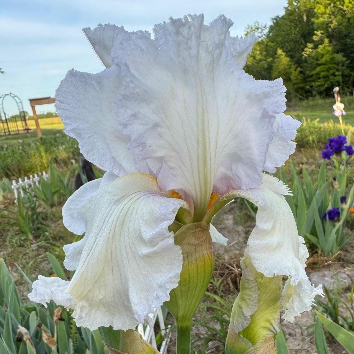 Bearded Iris Live Plant – 1 Fan | White Ruffled Bloom