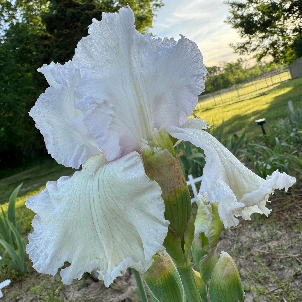 Bearded Iris Live Plant – 1 Fan | White Ruffled Bloom
