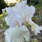 Bearded Iris Live Plant – 1 Fan | White Ruffled Bloom