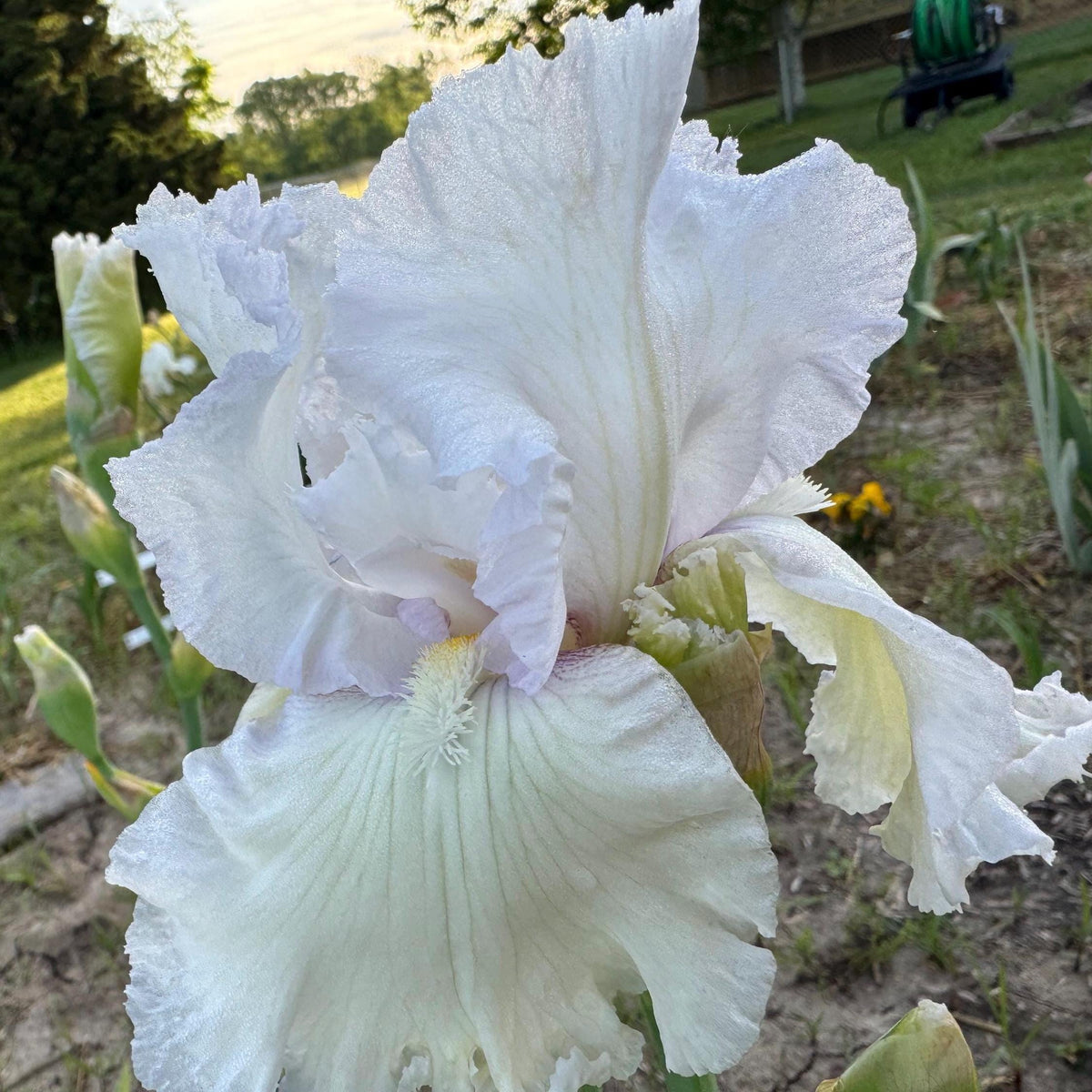 Bearded Iris Live Plant – 1 Fan | White Ruffled Bloom