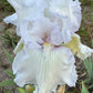 Bearded Iris Live Plant – 1 Fan | White Ruffled Bloom