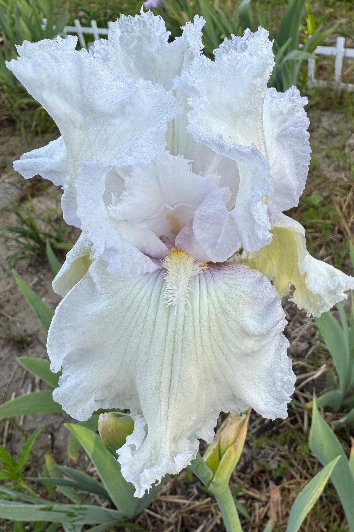 Bearded Iris Live Plant – 1 Fan | White Ruffled Bloom