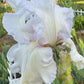 Bearded Iris Live Plant – 1 Fan | White Ruffled Bloom