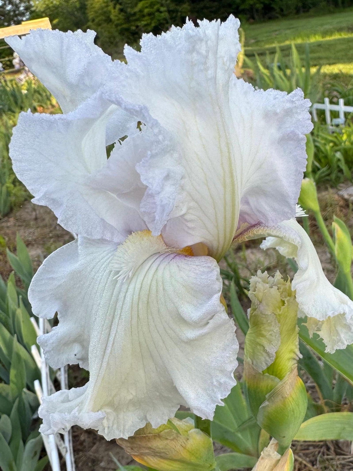 Bearded Iris Live Plant – 1 Fan | White Ruffled Bloom